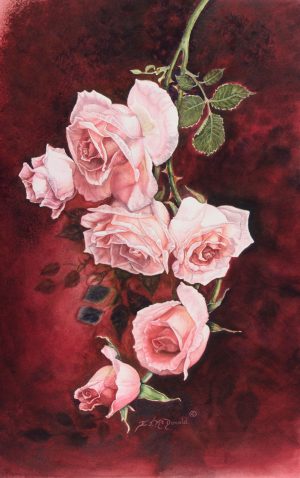 Sir Wilfrid Laurier Climbing Roses - Original 10.75x16 Watercolour