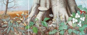 Woodland Wildflowers Triptych